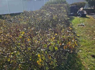 Bush Trimming by Daniel Peruso for Daniel S. in Olyphant, PA