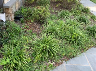 Weeding by Jordan Wooddell for Dawn C. in Bethesda, MD