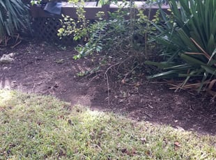 Leaf Removal by Domingo Villarreal for Di H. in Austin, TX