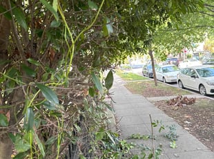 Bush Trimming by Derrick Graves for Mark S. in Washington, DC