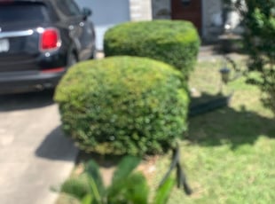 Bush Trimming by Daniel Mora for Erica P. in Cibolo, TX