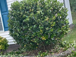 Bush Trimming by Anthony Friedman for Alex M. in Charlotte, NC