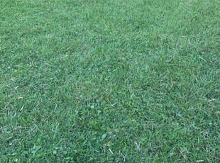 Debbie R.'s Lawn Care service result