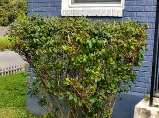 Bush Trimming by Ronnell Leak for Eliyaim G. in Washington, DC