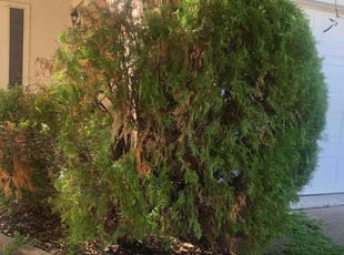 Mary K.'s Bush Trimming service result