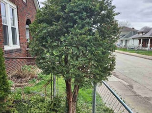 Bush Trimming by Lewis Riddle for Alex H. in Indianapolis, IN