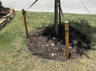 Weeding by Danny Blanco for William C. in Cypress, TX