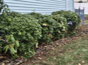 Leaf Removal by Josh Posey for Irvine S. in Harrisburg, PA