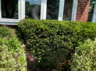 Bush Trimming by Westley West for Steven H. in Catonsville, MD
