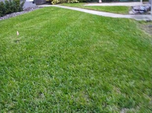 Mary M.'s Grass Cutting service result