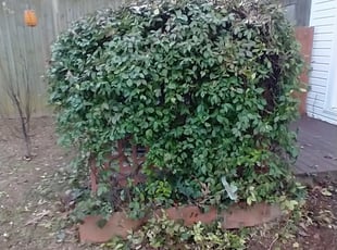 Bush Trimming by Andrew Hudson for Katie P. in Atlanta, GA