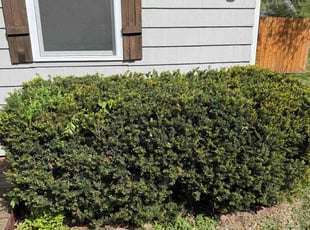 Bush Trimming by Darron Cotton for Henry K. in Overland Park, KS