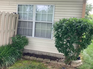Bush Trimming by Jon Kahrhoff for Mary C. in Greenwood, IN