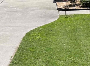 Mike P.'s Lawn Mowing service result