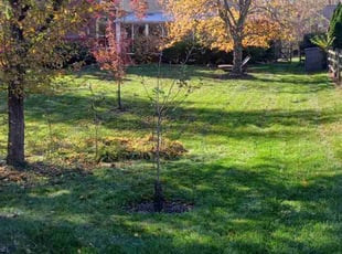 Rafael V.'s Lawn Maintenance service result