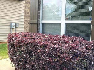 Bush Trimming by Daniel Woods for Mary K. in Bessemer, AL