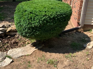 Bush Trimming by Shawn Byers for Maurice R. in Grandview, MO