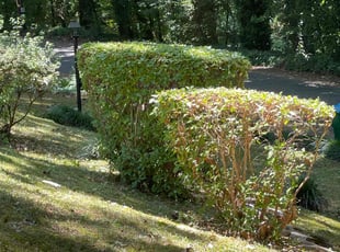 Bush Trimming by Daniel Burse for Nadia A. in Atlanta, GA