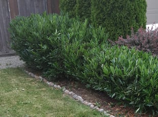Bush Trimming by Kevin Aaron for Jordan J. in Auburn, WA