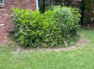 Bush Trimming by Jomari Collie for Jess H. in Atlanta, GA