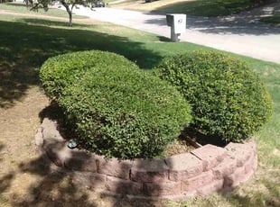 Bush Trimming by Gralin Johnson for LawnLove 1. in Benbrook,, TX