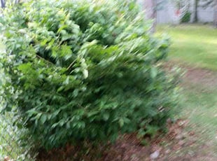 Bush Trimming by Jeff Carr for Ana M. in West Haven, CT