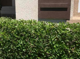 Bush Trimming by Hugo Lopez for Ruben M. in Menifee, CA