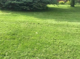 Mike C.'s Lawn Care service result