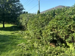 Garry H.'s Bush Trimming service result