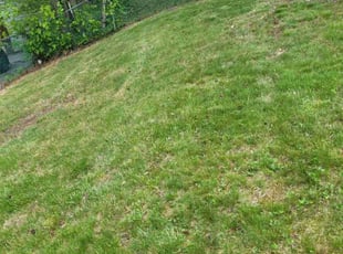 Leaf Removal by Rómulo González for Jazmyn H. in Upper Marlboro, MD