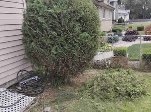 Bush Trimming by Tyler Wright for Ravelle M. in Spokane, WA