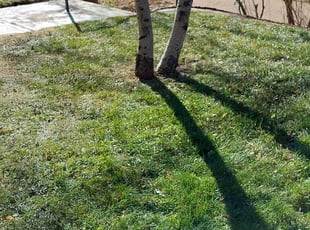 Leaf Removal by Trent Young for Scott H. in Denver, CO