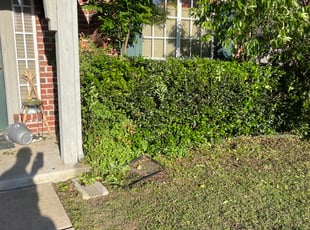 Bush Trimming by Brandon Crutchfield for Chris B. in Tulsa, OK