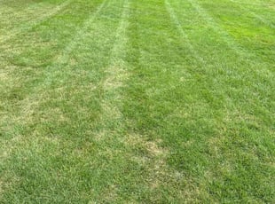 Rosemary D.'s Yard Cutting service result