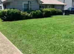Dolores M.'s Yard Cutting service result