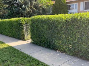 Lee m.'s Bush Trimming service result