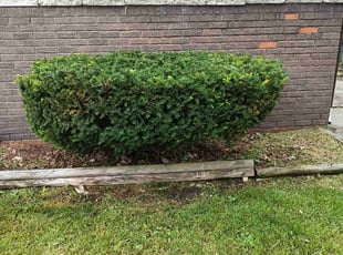 Bush Trimming by Carnell Garrett for Mani F. in Pontiac, MI