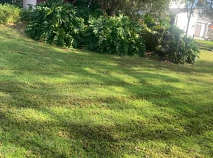 Joey M.'s Lawn Mowing Service service result