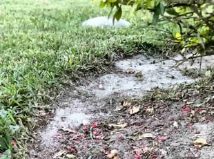 Weeding by César Romero for Kevin w. in Naples, FL