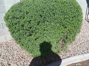 Bush Trimming by Juan Carlos Laurean Lozoya for Dominique N. in Chandler, AZ