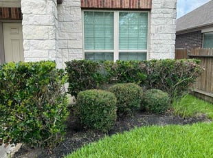 Bush Trimming by Stephen Morales for Ynes N. in Fort Bend County, TX