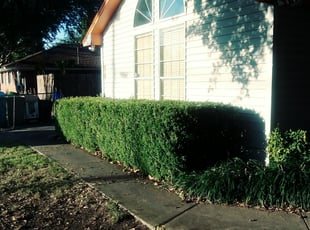 Bush Trimming by James m Matlock for Diane M. in DeSoto, TX