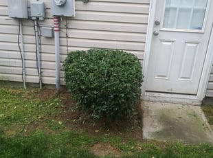 Bush Trimming by Vicente Juárez for Bryan J. in Charlotte, NC