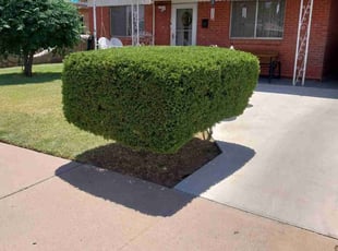 Bush Trimming by Rene Arrellano for Caroline M. in El Paso, TX