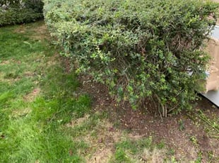 Bush Trimming by Jay Chavez for Tien N. in Kenmore, WA