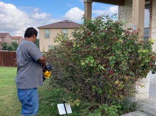 Bush Trimming by Simona Patton for nicholas w. in San Antonio, TX