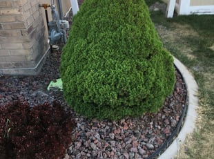 Bush Trimming by Ron Branin for Duplicate B. in Lehi, UT