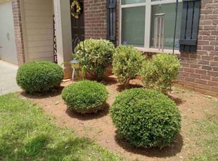 Chad K.'s Bush Trimming service result