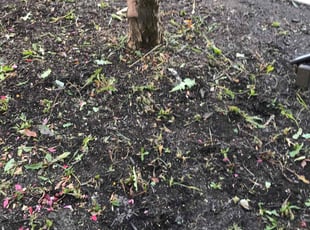 Weeding by Aj Clark for Cary S. in Kansas City, MO