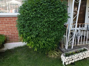Bush Trimming by Kevin Philips for Joan S. in Cincinnati, OH
